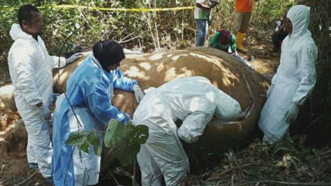 Tim autopsi memeriksa mayat gajah betina yang dibunuh di Aceh.