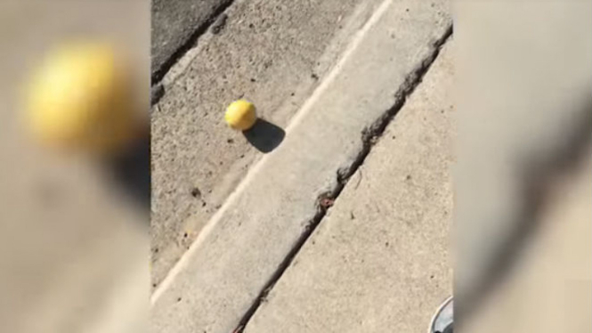 Lemon menggelinding di jalanan.