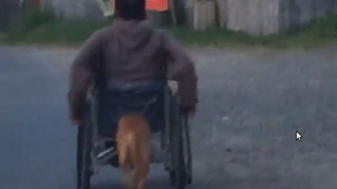 Anjing bernama Digong yang membantu mendorong kursi roda majikannya 