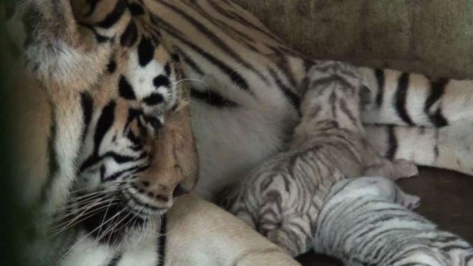 Dua bayi harimau benggal lahir normal di dalam kandang Kebun Binatang Medan.