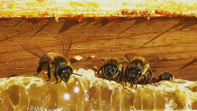 Lebah jenis Apis mellifera