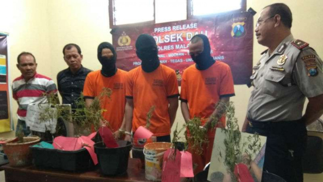 Polisi tangkap tiga mahasiswa di Malang, Jawa Timur lantaran menanam ganja 
