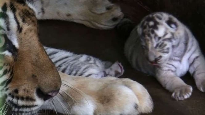 Dua ekor bayi Harimau Benggala yang baru lahir di Medan Zoo, Sumatera Utara