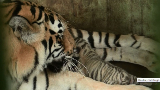 Harimau di Medan Zoo akan pindah ke Ragunan Jakarta