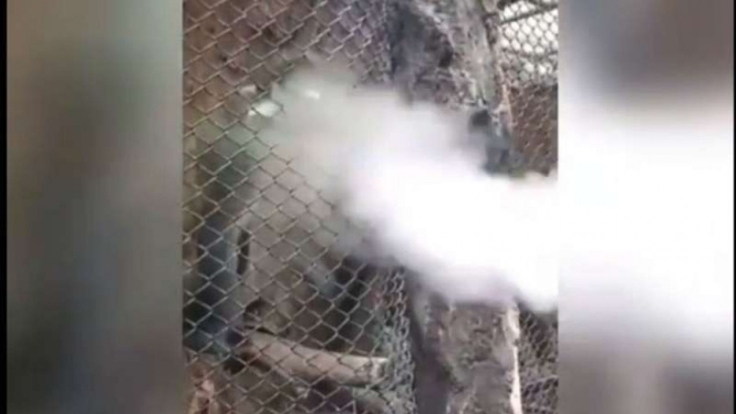 Tangkapan gambar (screenshot) video memperlihatkan seorang pengunjung mengembuskan asap vape kepada seekor monyet ekor merah di Batu Secret Zoo, Batu, Jawa Timur, pada Minggu, 29 Juli 2018.