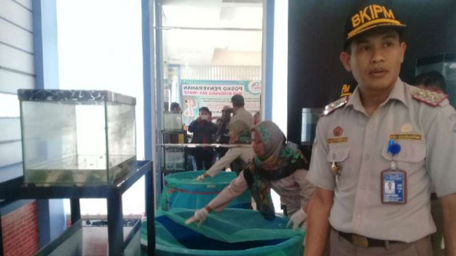 Balai Karantina Jawa Tengah menyita puluhan ekor ikan predator dan invasif dari masyarakat di Semarang pada Selasa, 31 Juli 2018.