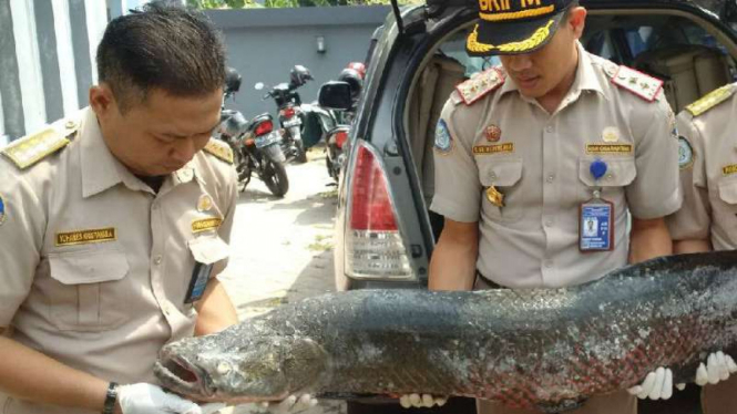 Petugas Balai Karantina Jawa Tengah memperlihatkan seekor ikan arapaima raksasa dari seorang warga Kabupaten Semarang pada Selasa, 31 Juli 2018.