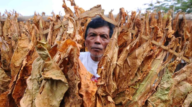 Un agricultor secando hojas de tabaco (en la foto) 