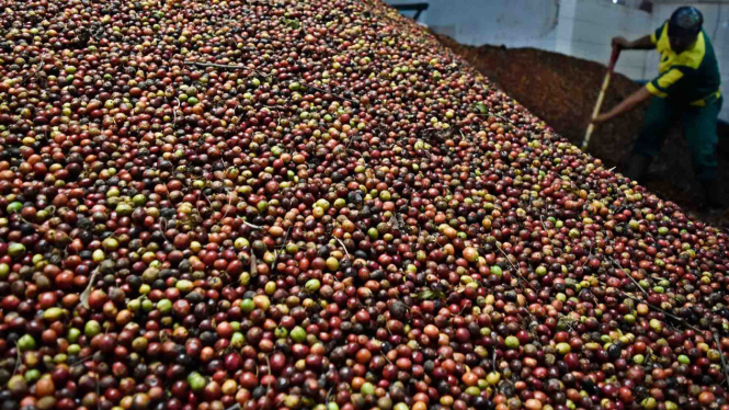Pekerja mencuci biji kopi robusta untuk diproses sebagai komoditi ekspor ke Italia, Jepang, dan Italia di pabrik kopi milik PT Perkebunan Nusantara (PTPN) IX, Jambu, Kabupaten Semarang, Jateng