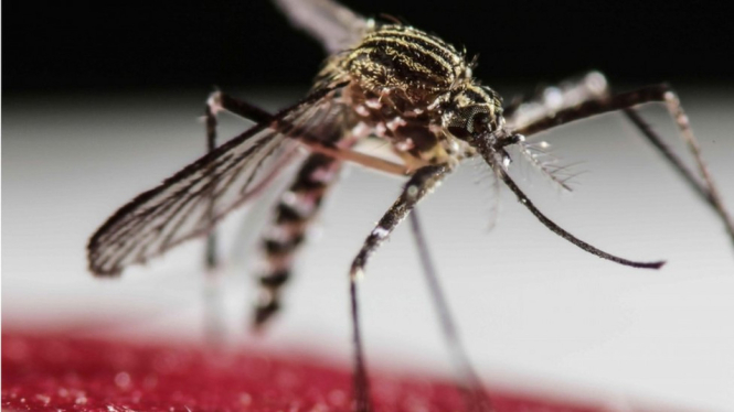 Nyamuk Aedes aegypti - EPA