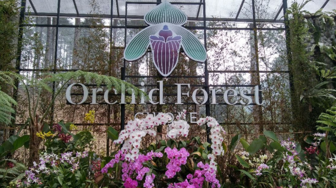 Orchid Forest
