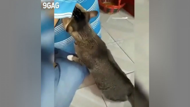 Kocak, Cium Ketiak Majikan Kucing Ini Langsung Pingsan