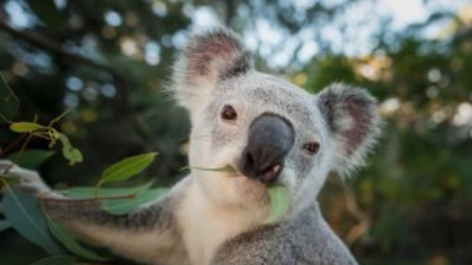 Menteri Lingkungan mengatakan translokasi koala sedang dikaji ulang.