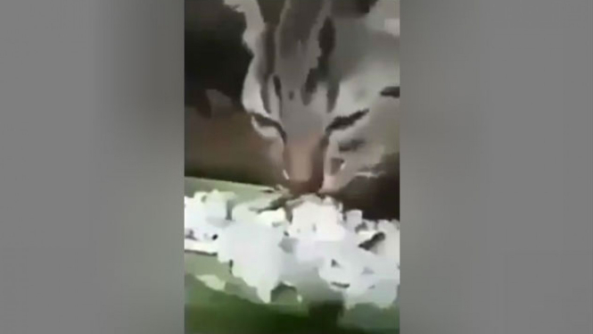 Kucing menangis saat diberi makan.