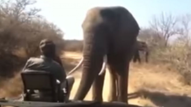 Seorang pria bertemu gajah liar.