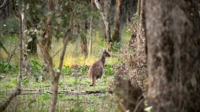 Kanguru di cagar alam Lake Thomson terancam dimusnahkan karena kelebihan populasi.