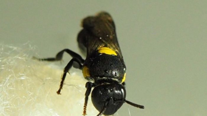 Lebah asli Australia menciptakan zat untuk sarangnya yang dapat menjadi plastik alternatif.