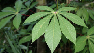 14 Manfaat Daun Singkong untuk Kesehatan dan Kecantikan