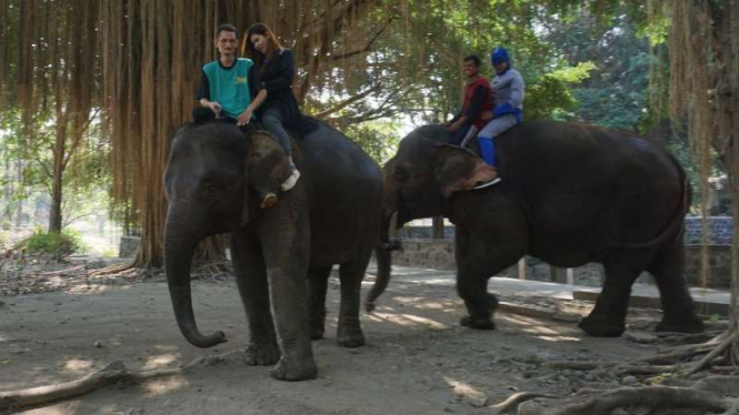 Wisata naik gajah di Taman Satwa Taru Jurug, Solo, beberapa waktu lalu.