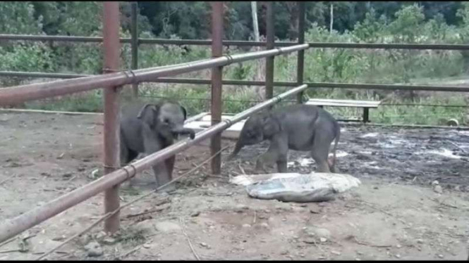 Bayi gajah yang lahir di Barumun Nagari Wildlife Sanctuary (BNWS), Sumut.