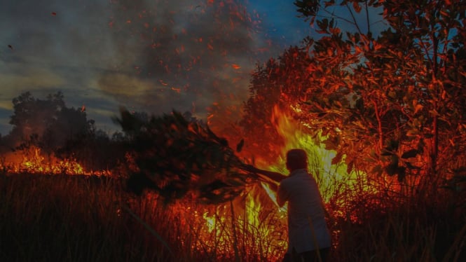 Kobaran api membakar semak belukar di Kabupaten Kampar, Riau, Jumat (10/8). Kencangnya angin dan sulitnya sumber air di lokasi kebakaran membuat api cepat menyebar. - Antara/Rony Muharrman