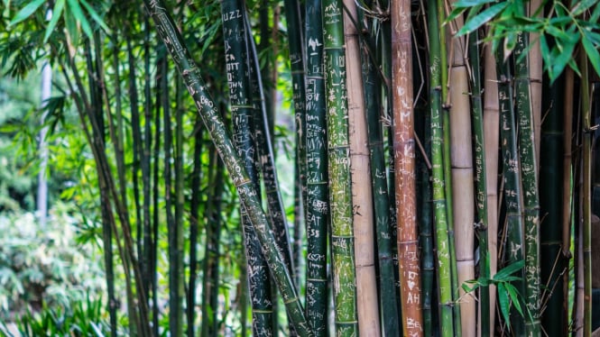 Ilustrasi pohon bambu