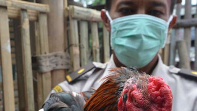 Flu Burung Mewabah di Malaysia