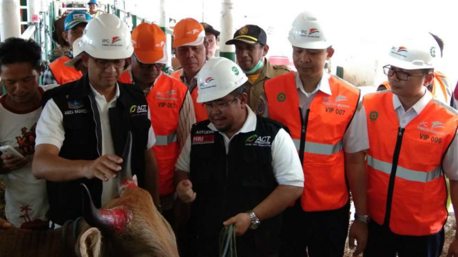 Gubernur DKI Jakarta Anies Baswedan saat menerima sapi kiriman dari Sumbawa.