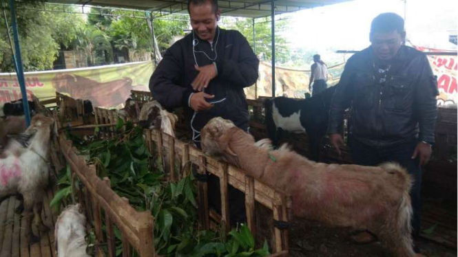 Kambing qurban Idul Adha