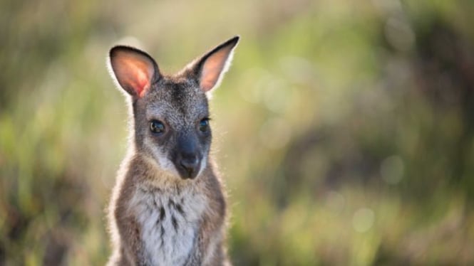 Satwa asli Australia semakin membutuhkan makanan dan air di negara bagian yang terdampak kekeringan.