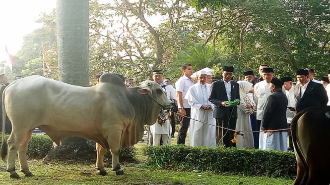 Presiden Joko Widodo menyerahkan hewan kurban seekor sapi di Cibinong 