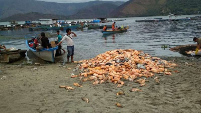 Jutaan ekor ikan di Danau Toba mendadak mati.