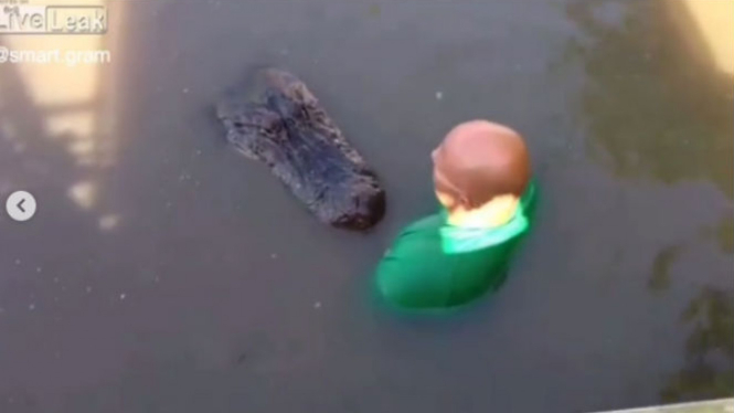Aksi pria bermain dengan alligator.
