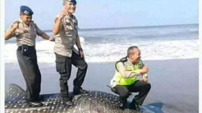 Tiga personel polisi berfoto di atas bangkai hiu paus yang ditemukan terdampar di Pantai Parangkusumo, Kabupaten Bantul, DI Yogyakarta pada pada Senin, 27 Agustus 2018.