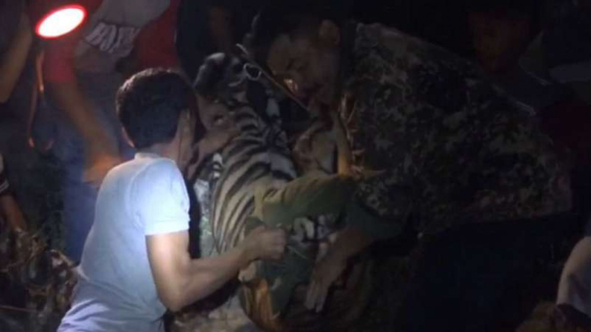 Petugas BKSDA Sumbar tangkap Harimau Sumatera di Kota Padang.