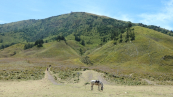 Bukit Teletubies Gunung Bromo