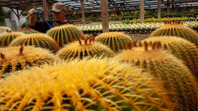 Ilustrasi inovasi hortikultura.