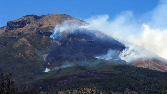 Kebakaran hutan di Gunung Sindoro, Wonosobo, Jawa Tengah