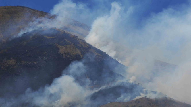 Kebakaran hutan di Gunung Sindoro, Wonosobo, Jawa Tengah