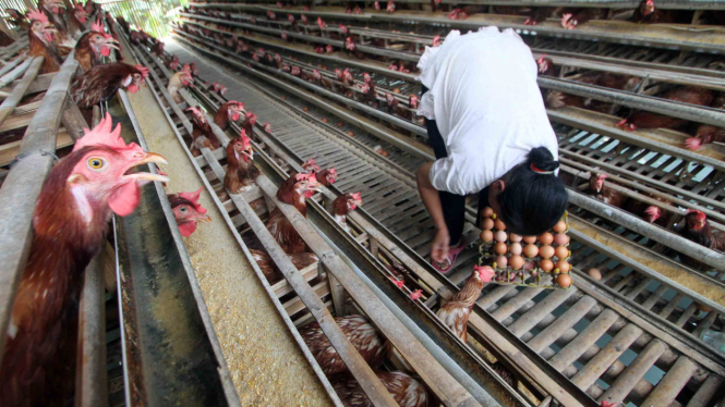 Pekerja memanen telur ayam di kawasan Cibinong, Bogor, Jawa Barat