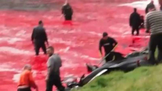 Pembantaian lumba lumba di pulau Faroe membuat air memerah darah