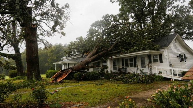 Pohon-pohon rubuh di North Carolina akibat angin kencang pada hari Kamis dan Jumat. - Reuters
