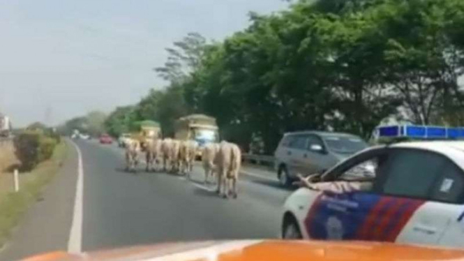 Gerombolan sapi melintasi jalan Tol Tangerang-Merak, Senin, 17 September 2018.