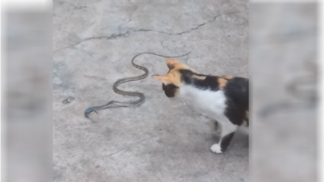 Kucing vs ular.
