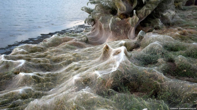 Jaring laba-laba menutupi areal tanaman hingga sepanjang 300 meter di pinggir pantai di kota kecil Aitoliko, Yunani. - Giannis Giannakopoulos