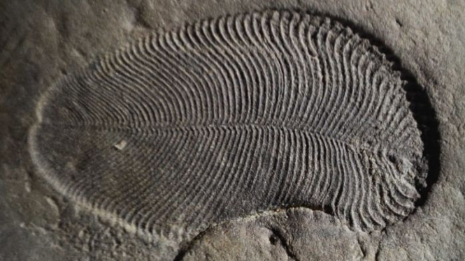 Fosil Dickinsonia kini dianalisis para pakar dan dipastikan sebagai binatang pertama di dunia.