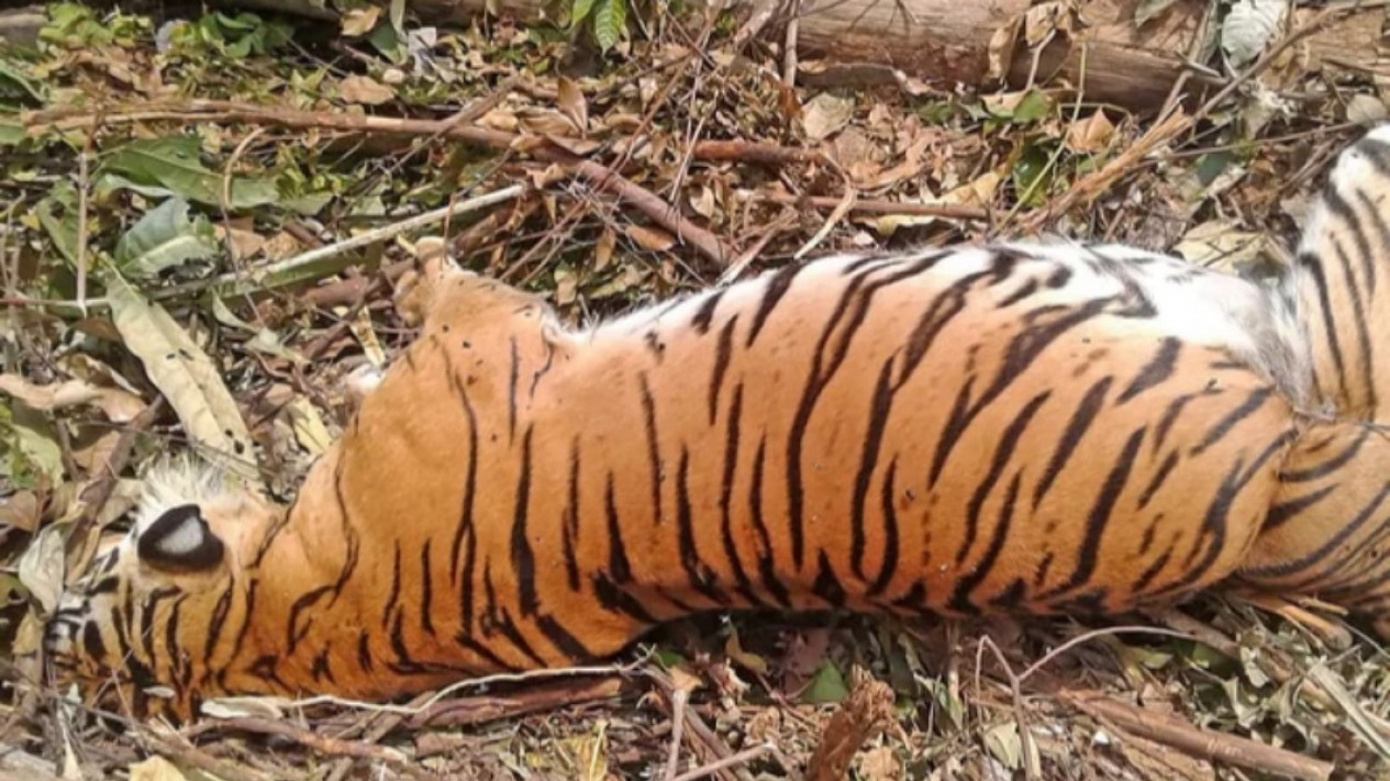 Foto Harimau Langka Sumatera Mati Terjerat Perangkap Babi