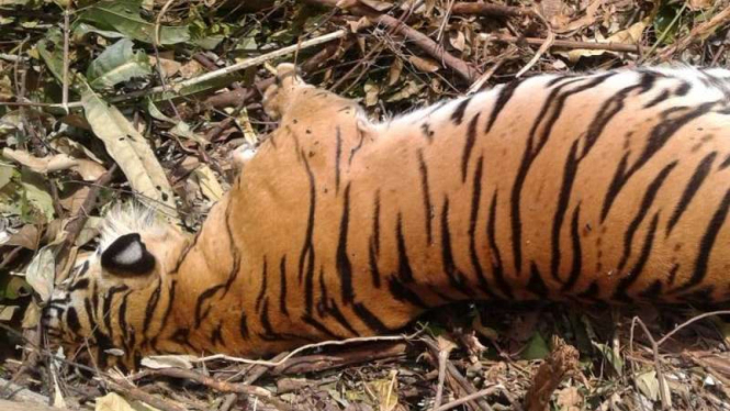 Harimau tewas akibat terjerat ranjau