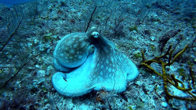 Gurita laut dalam
