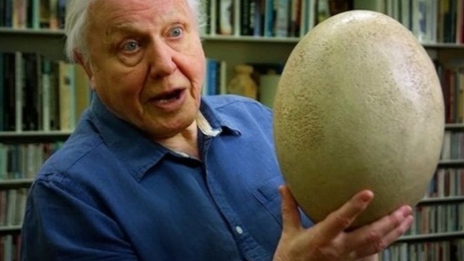 Telur burung terbesar.
